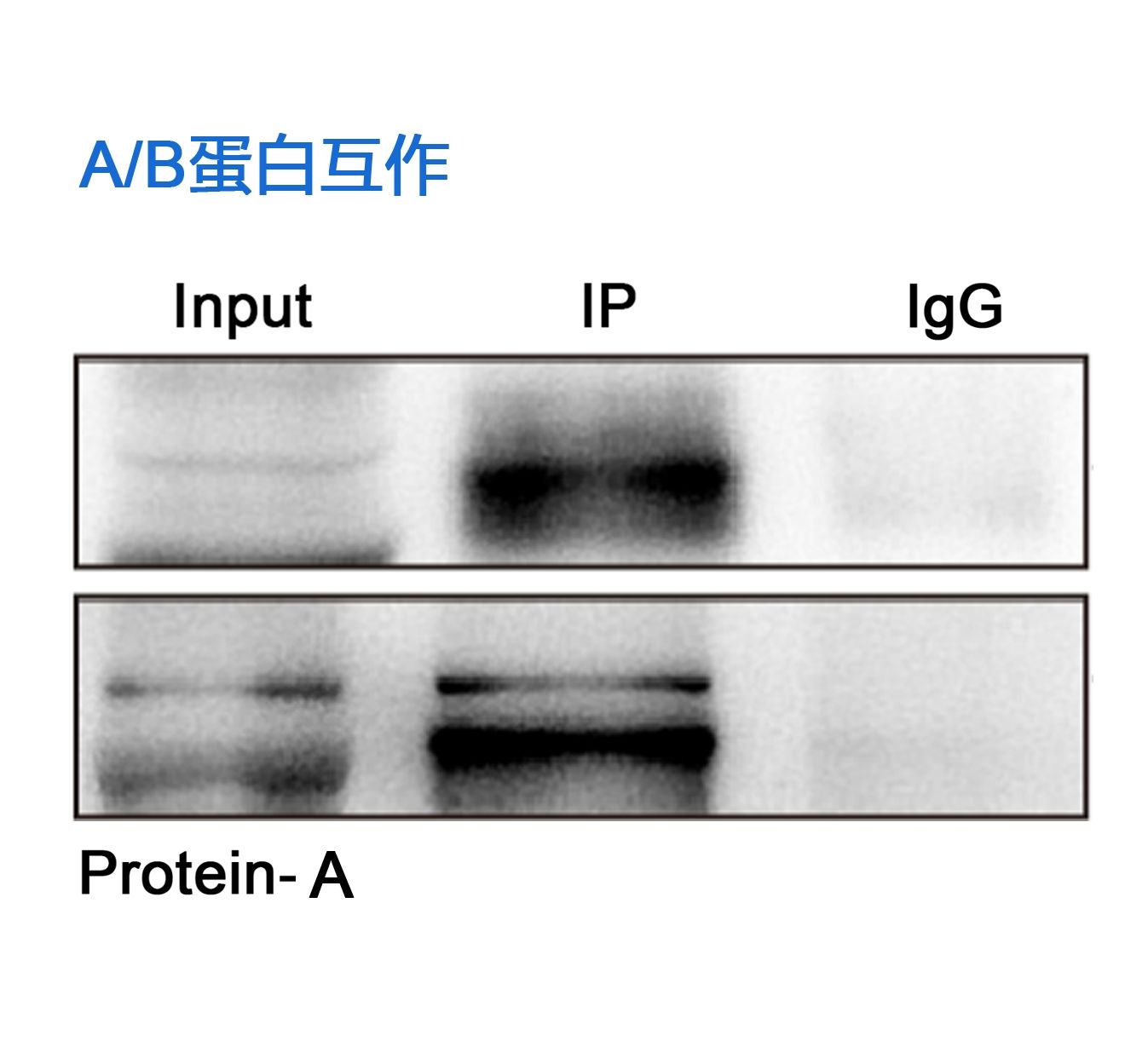 AB蛋白質互作（COIP）